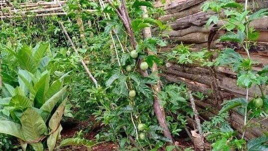 A Passion for the Passion Fruit Business