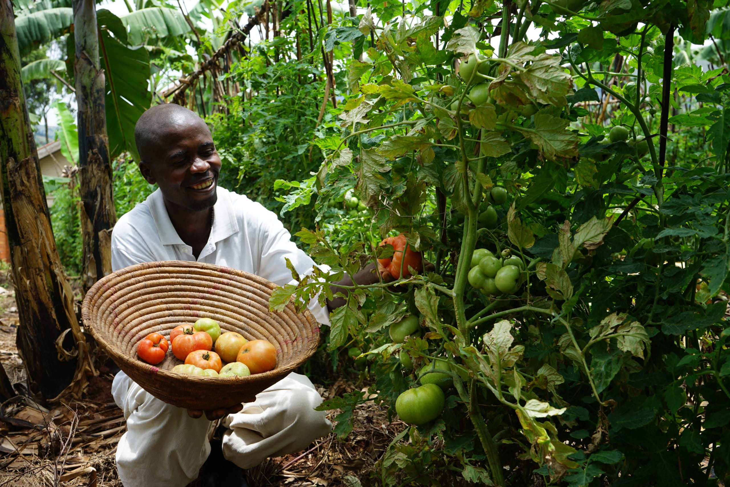 Zephaniah picks ripe tomatoes from his garden in Kiteme Village Kibizi Cluster, Rukungiri district