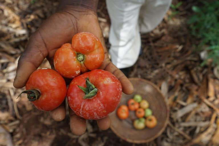 Strengthening Smallholder Farmers In Uganda - Raising The Village