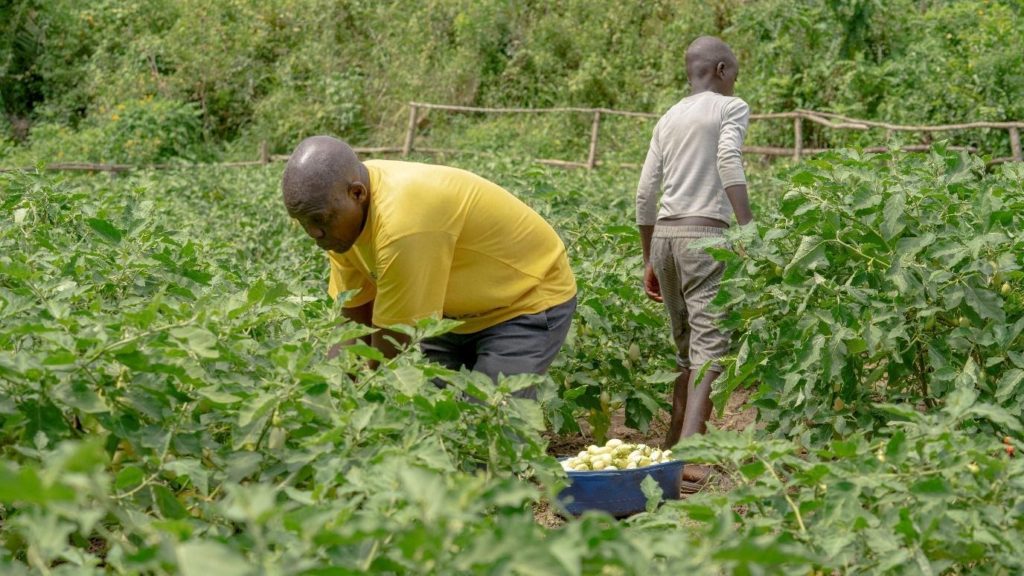 John harvesting white eggplants (which he planted from RTE extracted seeds) in his vegetable garden in Nyarubare village, Rukungiri district.