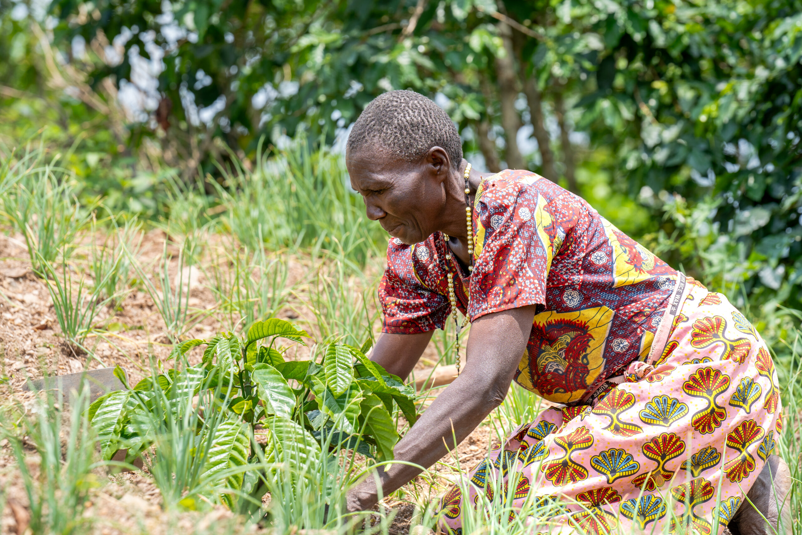 A woman tending to a young coffee plant in a field surrounded by green vegetation. She is wearing a colorful patterned dress and appears focused on her work in an outdoor agricultural setting.