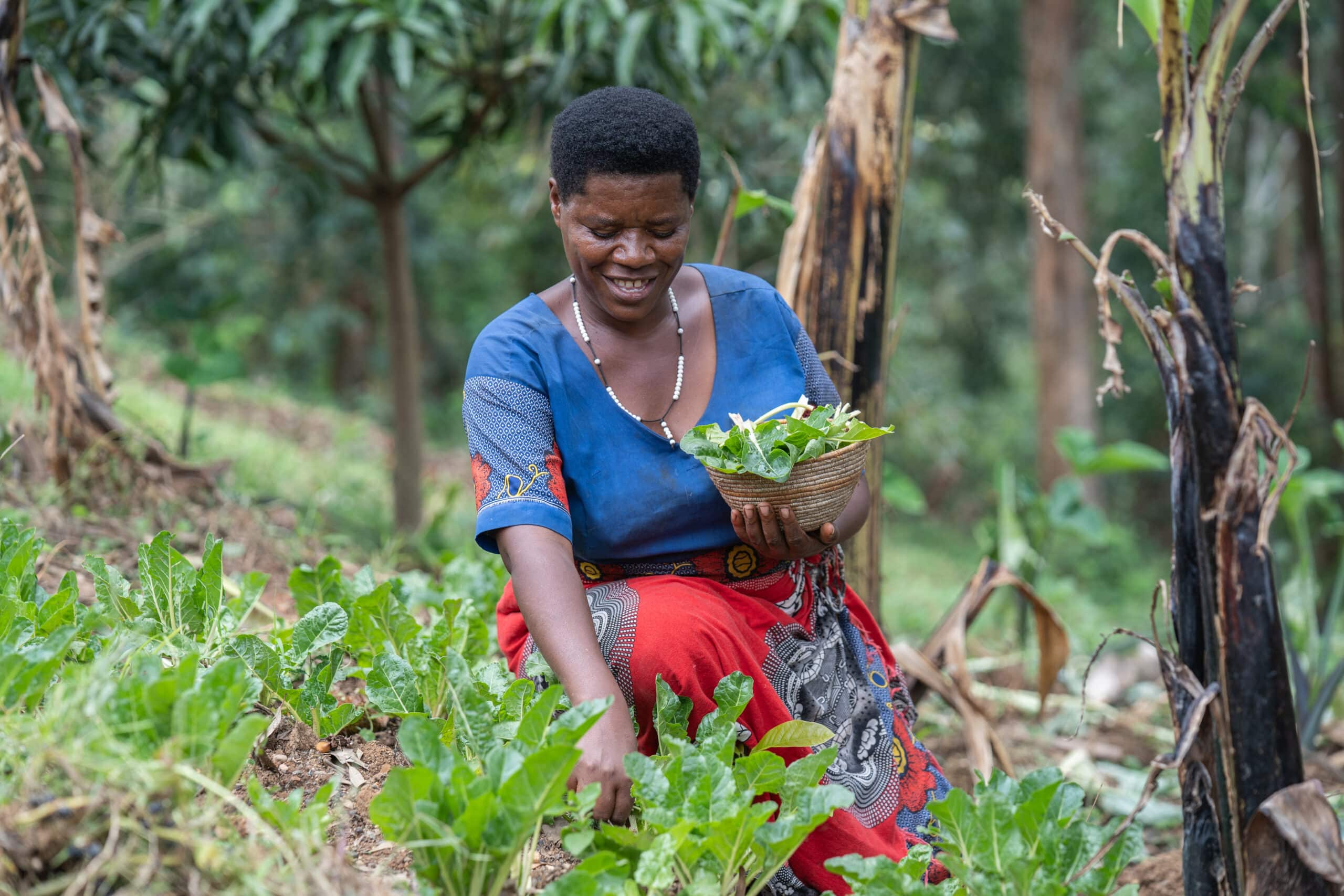 Scorah harvests spinach in her backyard garden.