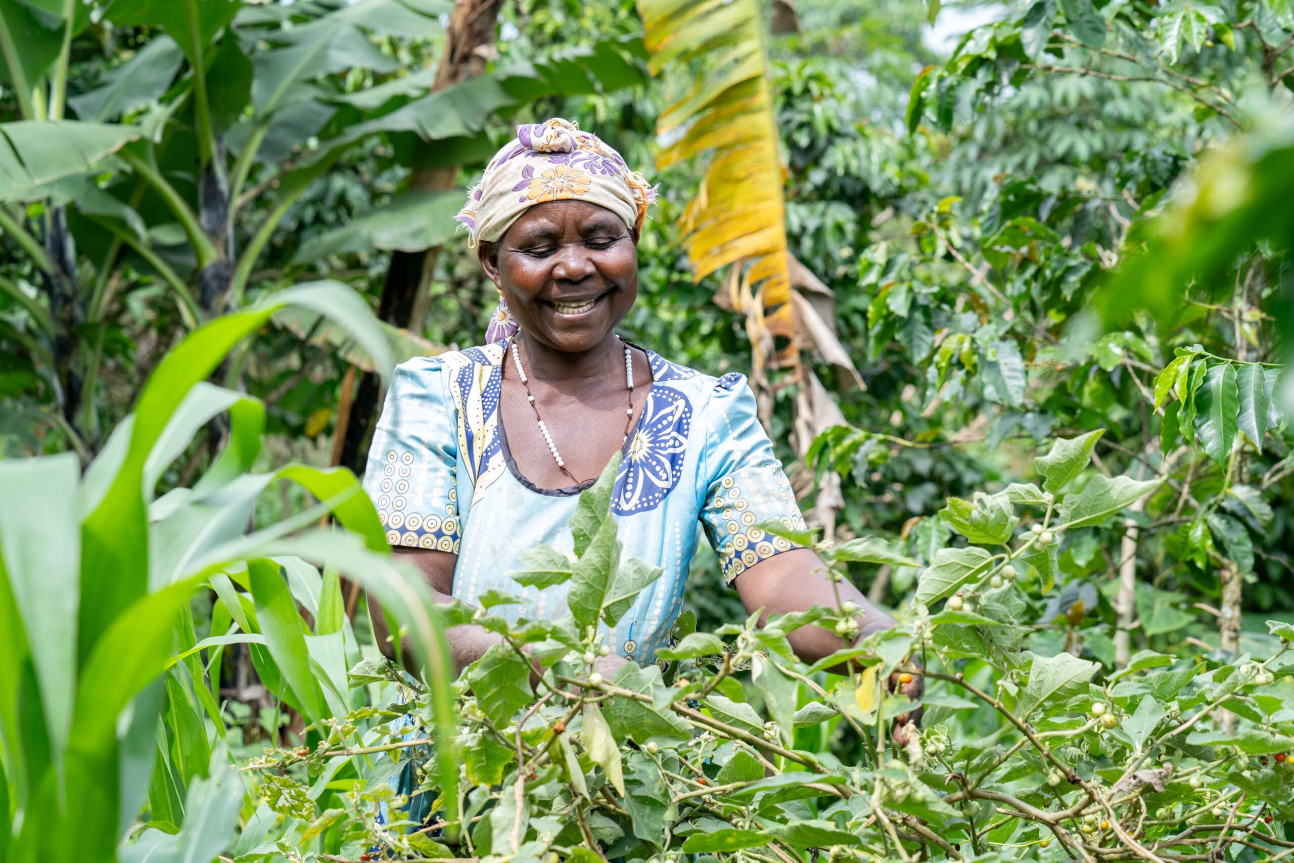Fausta tending to her coffee plants