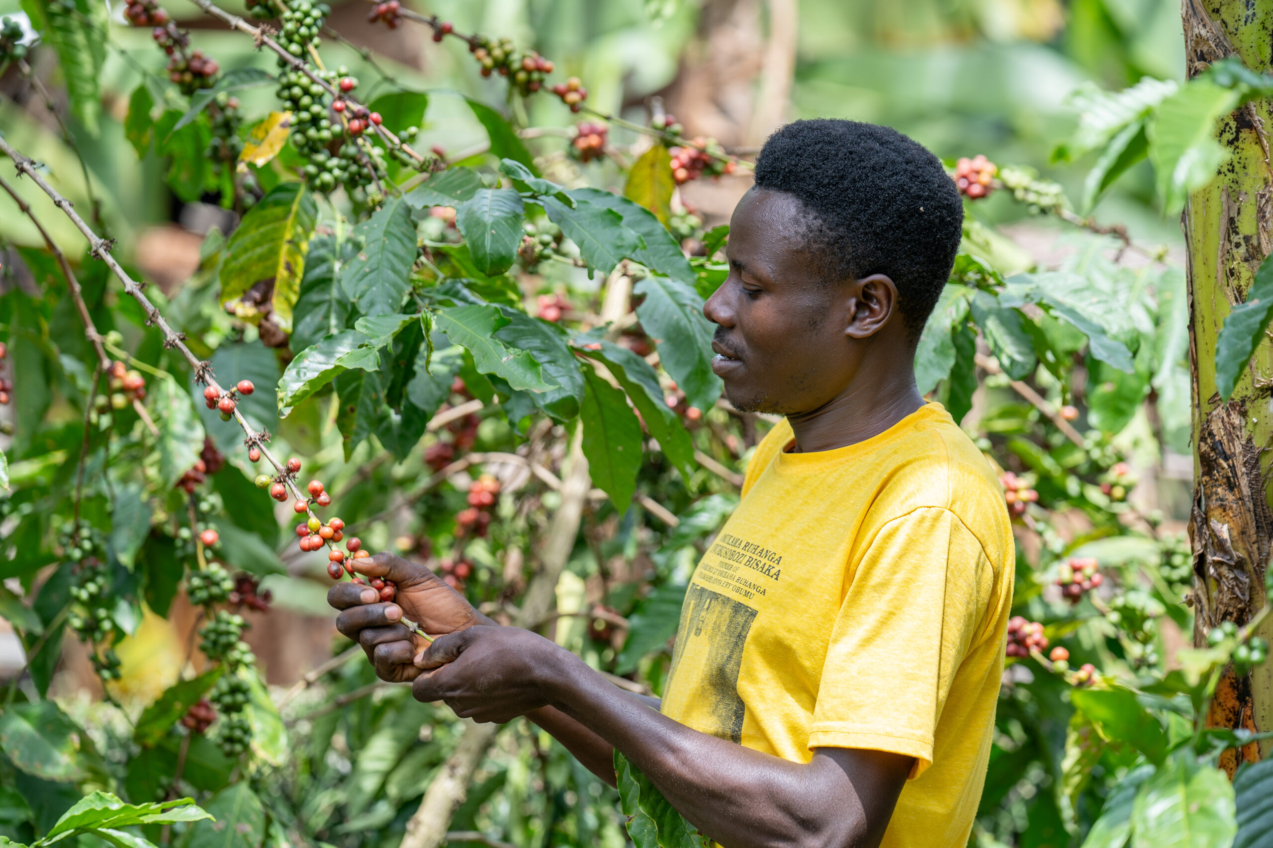 Busobozi tending to his coffee plants. A man wearing a yellow T-shirt closely examines a branch of a coffee plant bearing red and green coffee cherries. He is standing amidst lush greenery, surrounded by healthy coffee plants with broad green leaves. The setting appears to be a thriving coffee farm, with the man gently holding the branch and observing the ripening fruit.