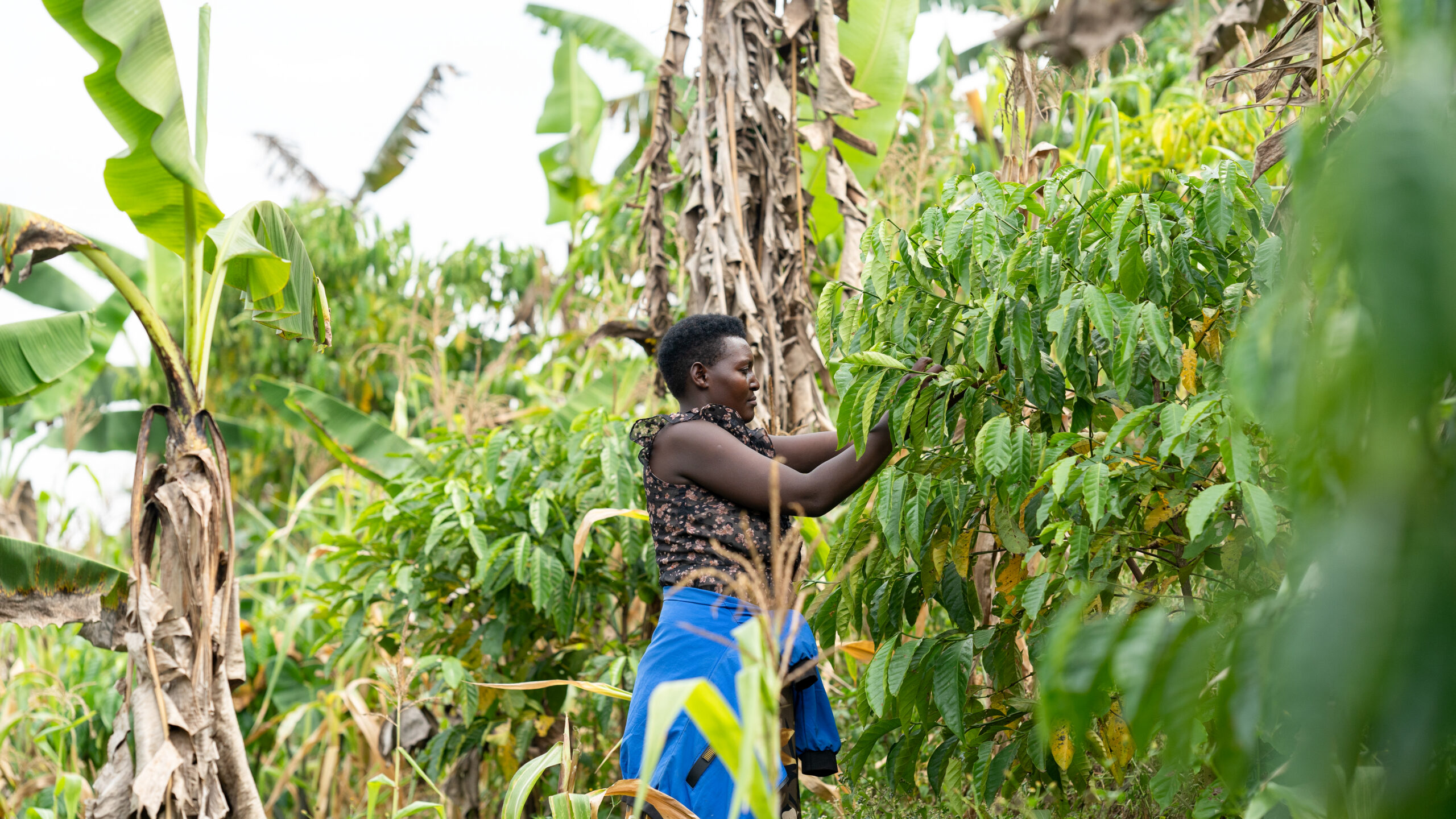 Sharon tending to her coffee plants